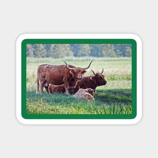 Highland cattle cows family on pasture Magnet