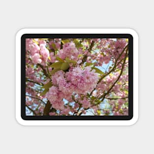 Pink cherry blossoms in spring with selective focus Magnet