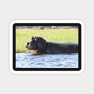 A mischievous smile from a hippopotamus Magnet