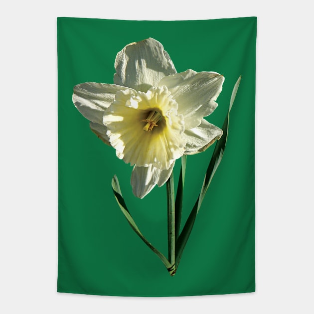 Daffodils - White Daffodil Tapestry by SusanSavad