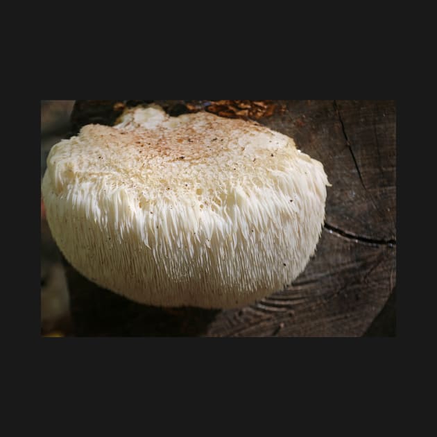 Spongy Mushroom by EileenMcVey