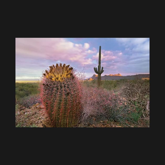 Saguaro And Giant Barrel Cactus With Panther And Safford Peaks In Distance Saguaro National Park by RhysDawson