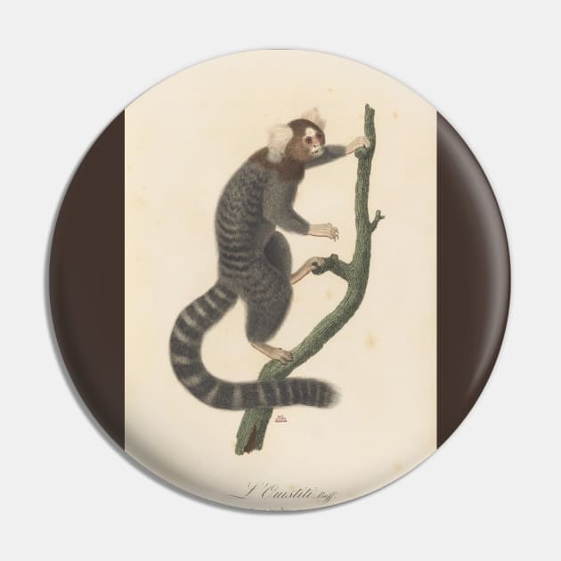 Common marmoset Pin by Veiovis