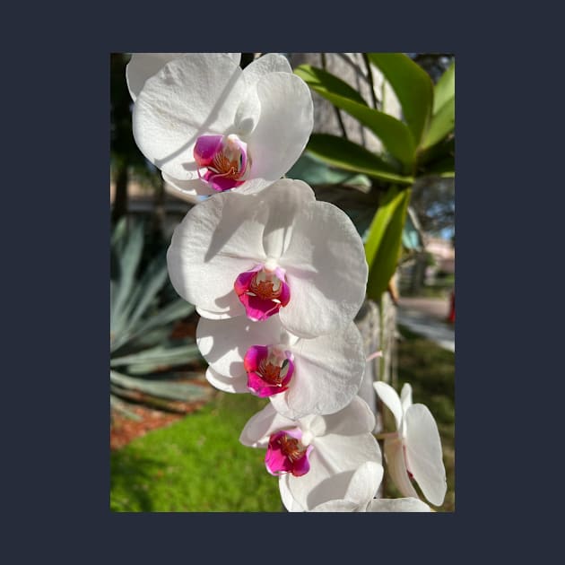 White Orchids With Pink by KarenZukArt