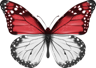 Indonesian Flag  Butterfly - Gift for Indonesian From Indonesia Magnet