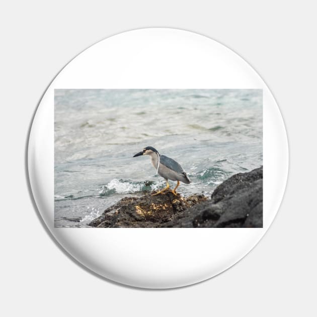 Black-crowned night heron of hawaii 6 Pin by KensLensDesigns