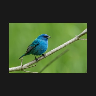 Indigo Bunting T-Shirt