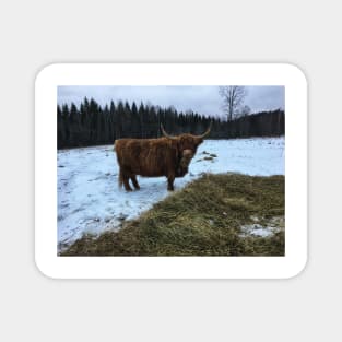 Scottish Highland Cattle Cow 2192 Magnet