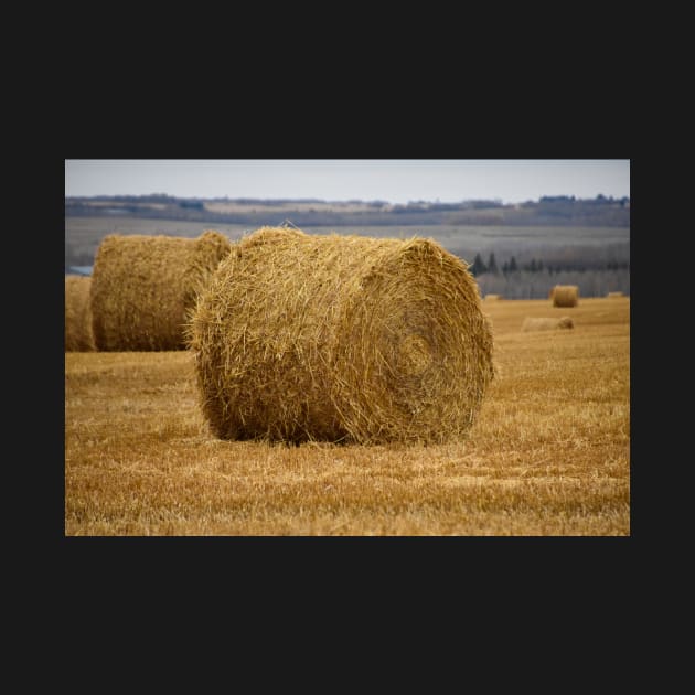 Large round hay bales by Steves-Pics