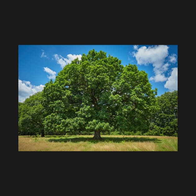 Centennial oak tree by naturalis