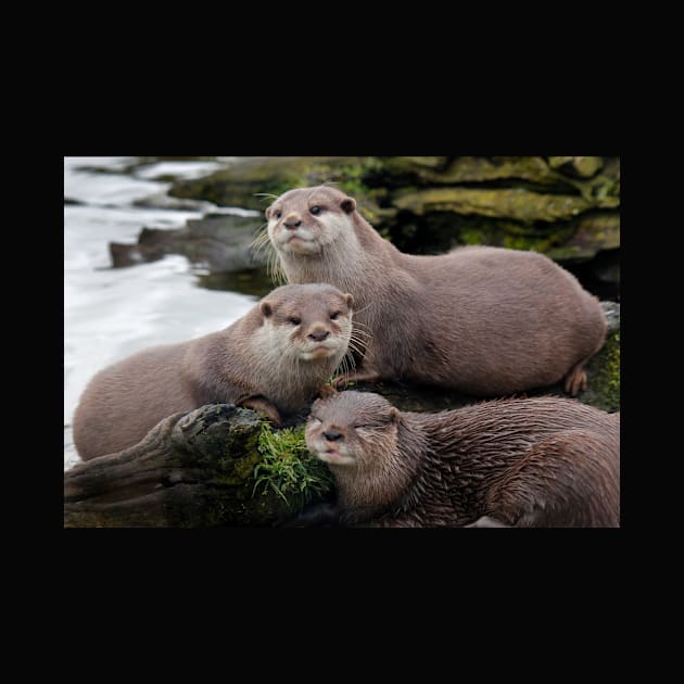 Asian short clawed otter by jwwallace