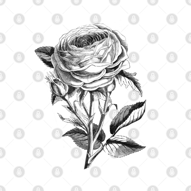 Rose Flower Illustration by Biophilia