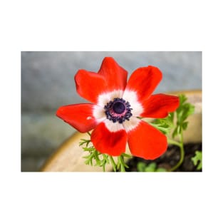 Anemone coronaria De Caen T-Shirt