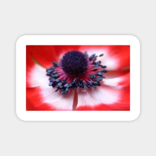 Red Anemone centre and stamens Magnet