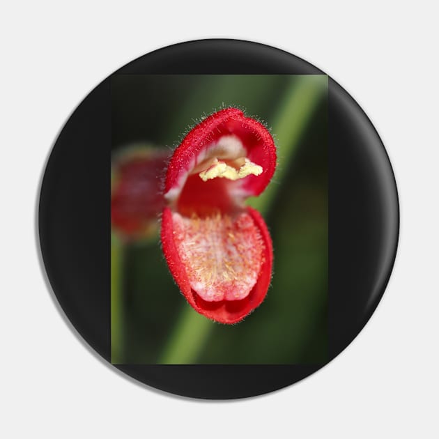 Baja bush snapdragon flower Pin by SDym Photography