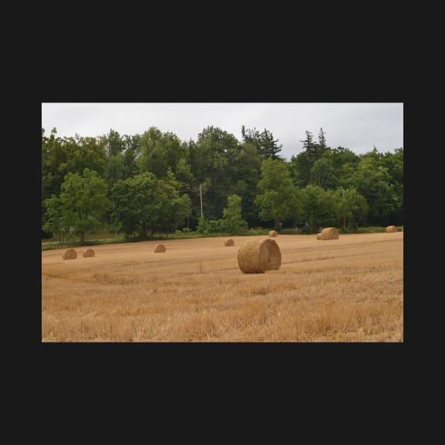 Made Hay while the Sun Shone by srosu