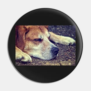 Let Sleeping Dogs Lie Pin