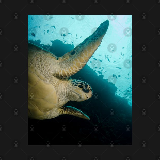 A Green Turtle In Indonesia by jbbarnes