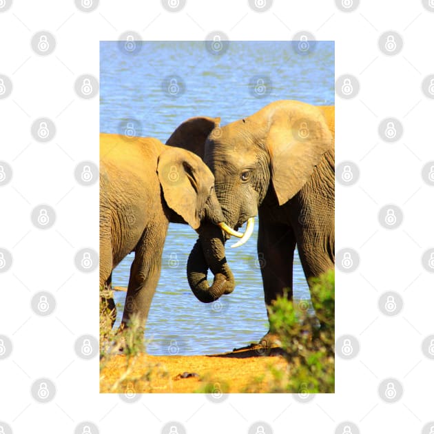 African Wildlife Photography Elephant love by PathblazerStudios