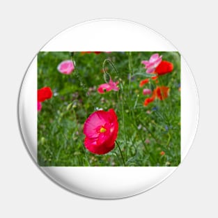 Poppies Pin