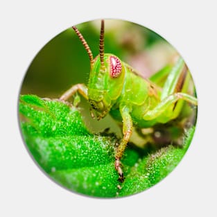 Young Grasshopper Macro Photography Pin