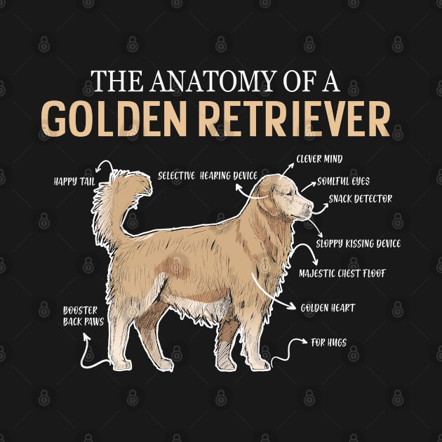 Golden Retriever Anatomy by rebuffquagga