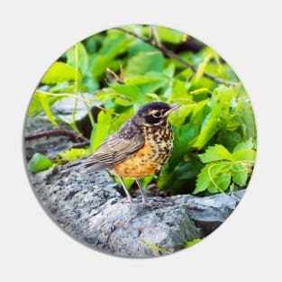 A Young Juvenile American Robin Standing On A Rock Pin