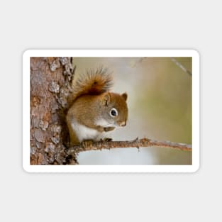 Red Squirrel Magnet