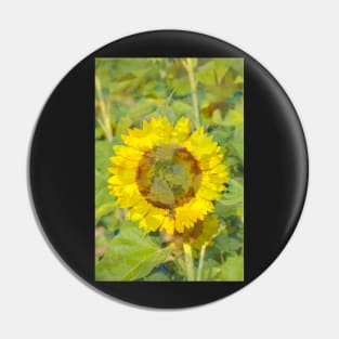 Sunflower, sunflower, abstract, (Helianthus annuus) Pin