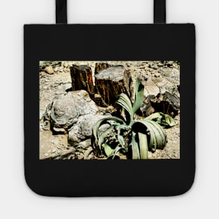 Welwitschia Plant in the Petrified Forest Tote