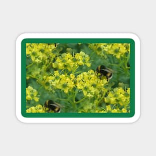 Honeybee Meadow Flowers Magnet