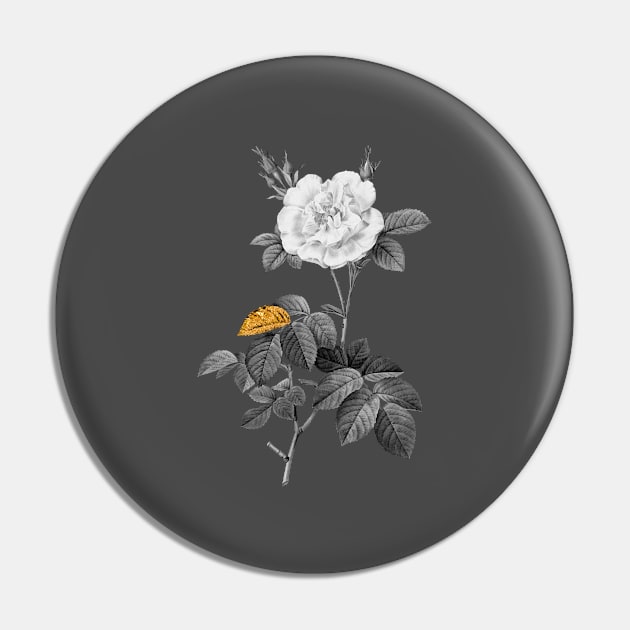 Black and Gold Leaf - Blooming White Rose - Vintage Botanical Pin by Holy Rock Design