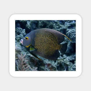 French Angelfish Magnet