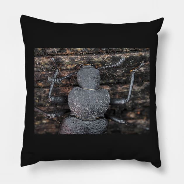 Darkling beetle Pillow by SDym Photography