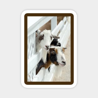 Happy friendly goats Magnet