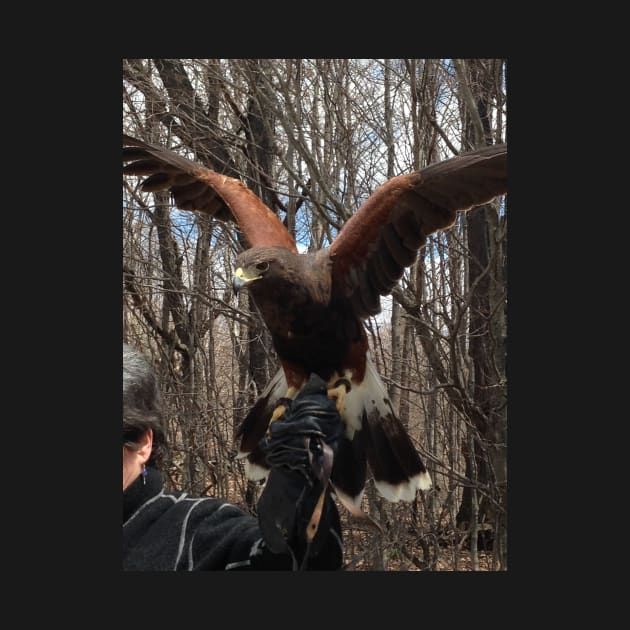 Harris Hawk by panther-star