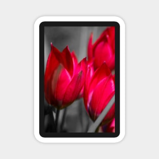 Vibrant tulips Magnet