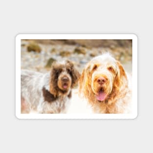 Beach hair Spinone Magnet