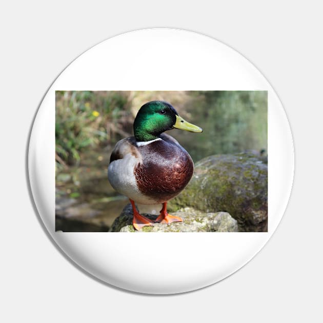 Mallard Duck Pin by pinkal
