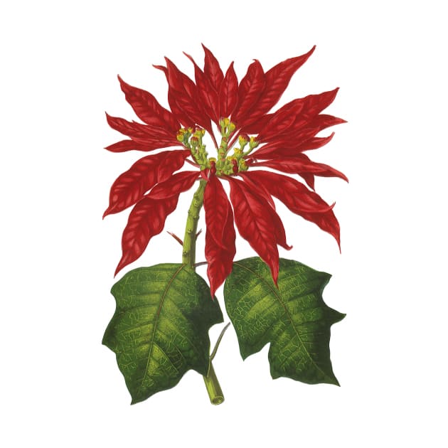 Vintage Christmas Poinsettia Plant by MasterpieceCafe
