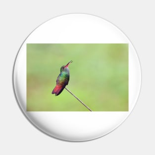 Rufous-tailed hummingbird – Costa Rica Pin