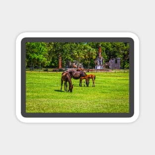 Wild Horses at Cumberland Island National Seashore Magnet