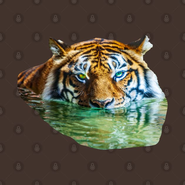 Swimming Bengal Tiger by dalyndigaital2@gmail.com