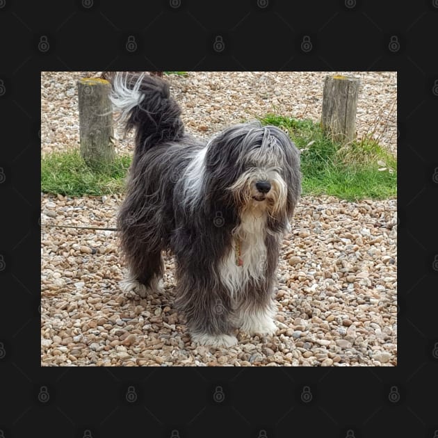 Bearded Collie Beachcombing - Beardie on the Beach by Bucklandcrafts