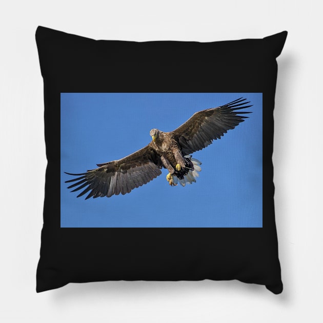 The Flying Eagle, Photography Pillow by Degopine