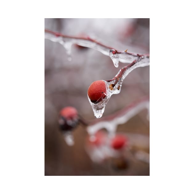 Frozen briar berries by naturalis