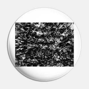 Black and White Flower, Photography Pin