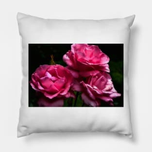 Queen Elizabeth Roses Pillow