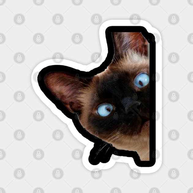 Siamese Cat Close Up Peeking Magnet by familycuteycom