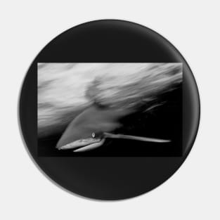 Oceanic White Tip Shark in Action in Black and White Pin